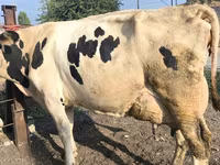 Krava, Swiss cattle — fotografija 3