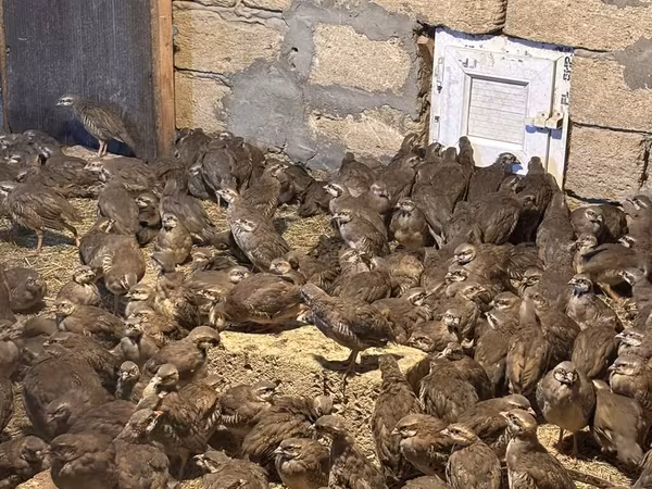 Guinea fowl