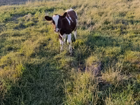 Vacă, Bovine — foto 2