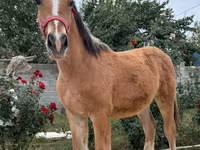 Cavallo, Cavalli — foto 1