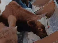 Toro, Simmental cattle — foto 2