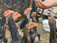 Chickens — zdjęcie 5