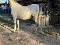 Pastuv, Lipizzaner — fotografija 2