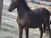 Kůň, Welsh Cob — foto 3