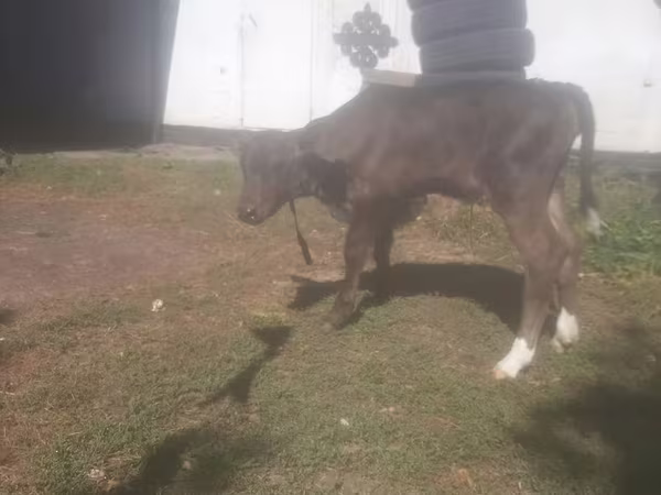 Vacă, Rasa Holstein