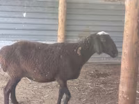 Kambing jantan, Sheep — foto 6
