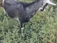 ፍየል, Alpine goat — ፎቶ 5