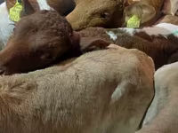 گاو نر, Simmental cattle — عکس 7