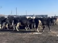 Vaca, Raza Holstein — foto 2