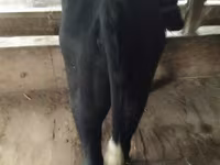 Bydło (partia, płeć nieokreślona), Russian Black pied cattle — zdjęcie 2