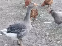 Geese — ፎቶ 1