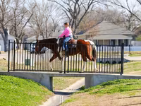 اسب نر, National Show Horse — عکس 7