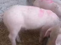 Świnie (partia, płeć nieokreślona), Крупная белая — zdjęcie 1