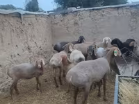 암양, Arashan sheep — 사진 8