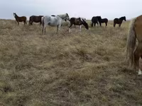 Азаргагүй морь, Horse breed — 2 зураг