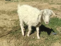 بز ماده, بز — عکس 4