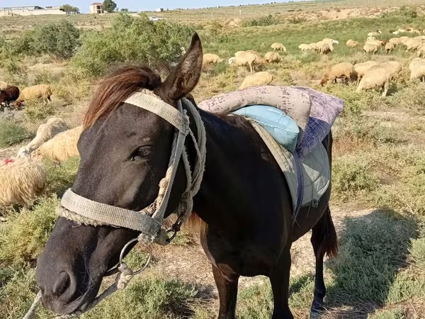 Ձի, Ձիեր