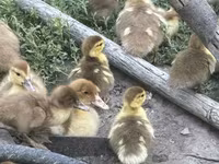 rață domestică Muscovy — foto 4