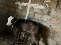 Lembu betina, Cattle — foto 4