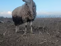 Ram, Sheep — photo 1