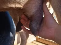 Capră, Alpine goat — foto 4