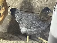 Chickens — عکس 6