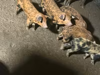 Babi betina, Pigs — foto 1