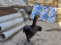 Chickens — foto 1