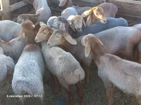 Oaie, Tian-Shan semifinewool sheep — foto 3
