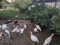 Turkeys — 写真 3