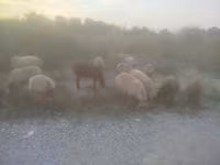 Oaie, Arashan sheep — foto 1