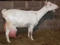 Mbuzi jike, Saanen goat — picha 2