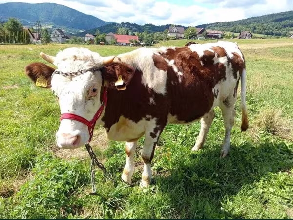 Αγελάδα, Simmental cattle