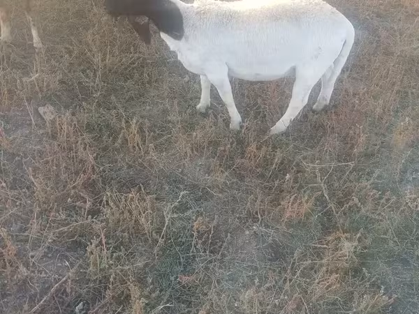 雌羊, Dorper sheep