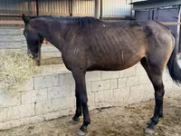 اسب نر, Arabian horse — عکس 3