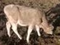 소(암수 미지정, 묶음), Simmental cattle — 사진 3