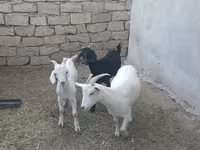 بز (گروه، جنسیت مشخص نشده), بز — عکس 5