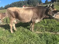 Krava, Simmental cattle — fotografija 3