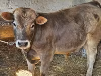 Krava, Simmental cattle — foto 5