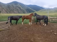 Cavallo, Horse breed — foto 2