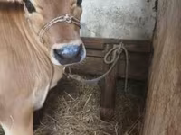 گاو ماده, نژاد جرسی — عکس 1