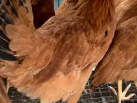Chickens — تصویر 4