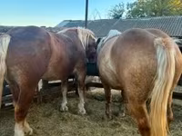 Kuda betina, Hungarian horse breed — foto 6