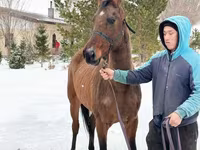 Faras dhaddig, Akhal-Teke — sawirka 3