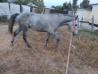 اسب نر, Thoroughbred horse — عکس 6
