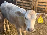 Koe, Charolais cattle — foto 3