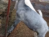 ছাগী, Saanen goat — ছবি 2