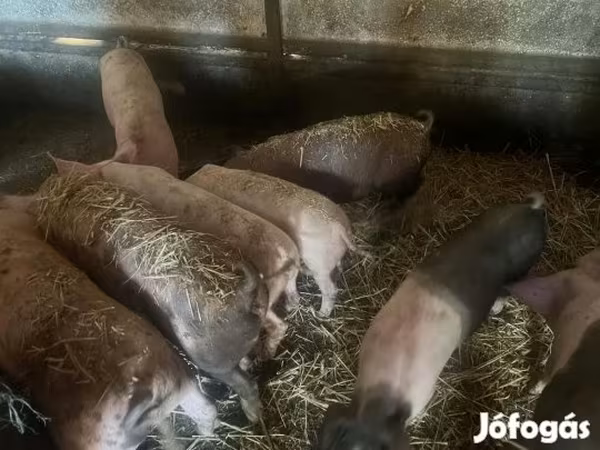 Schweine (Partie, Geschlecht nicht angegeben), Schweine