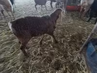 Widder, Arashan sheep — Foto 4