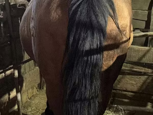 ሴት ፈረስ, Horses